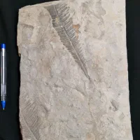 فسیل گیاهی|کلکسیون و سرگرمی|دماوند, دماوند|دیوار