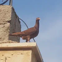 سرخ|حیوانات|برازجان, |دیوار