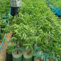 شرکت و نهالستان سرو نهال (نعمتی)|خدمات باغبانی و درختکاری|سنندج, |دیوار