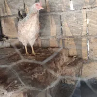 مرغ وخروس خوشگل|حیوانات مزرعه|مبارکه, |دیوار