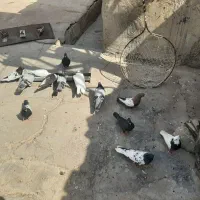 ۱۳ عدد کبوتر تقاضای عکس نکنید