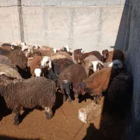 بره نر|حیوانات مزرعه|معصومیه, |دیوار