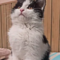 واگذاری گربه کاملا رایگان