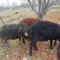 تعداد ده رآس بره نر قره قزل بفروش میرسد|حیوانات مزرعه|کشکسرای, |دیوار