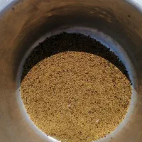 بذریونجه آمریکایی