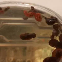 حلزون|خزنده|مشهد, کوی دروی|دیوار