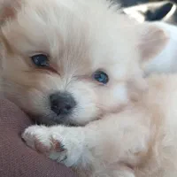 سگ اشپیتز پامر با وسایل