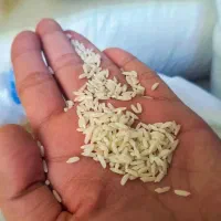 برنج درگز بذر طارم و دمسیاه|خوردنی و آشامیدنی|مشهد, توس (بلوار توس)|دیوار