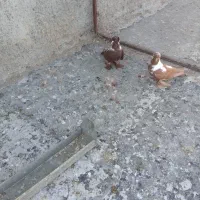 ککلی|پرنده|اردبیل, |دیوار