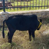 گوساله خوشگل