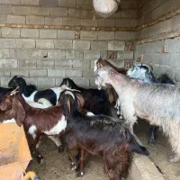 بز ابست|حیوانات مزرعه|گنبد کاووس, |دیوار