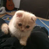 گربه اسکاتیش فوق العاده