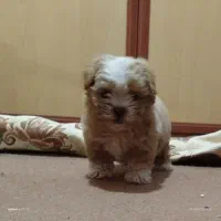 سگ پودل مالتیز مینیا توری (جیبی)|سگ|تبریز, |دیوار