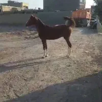 مادیان و کره|اسب و تجهیزات اسبسواری|اصفهان, بهارستان|دیوار