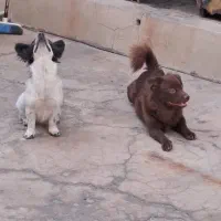 سگ نر و ماده|سگ|مسجد سلیمان, |دیوار