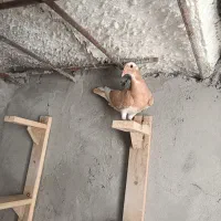 کفتر.کبوتر.زرد پلنگ.