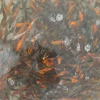 بچه ماهی کُوی برکه ژاپنی|ماهی|اصفهان, سودان|دیوار