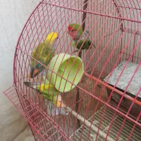 کوتوله برزیلی مولد به همراه تخم و جوجه