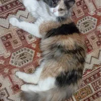 واگذاری|گربه|تهران, سوهانک|دیوار