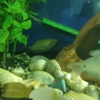 ماهی|ماهی|گرگان, |دیوار