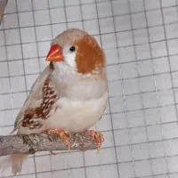 فروش چند جفت فنچ