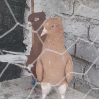 یک جفت دم سفید