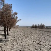 زمین-اراضی-کاهو