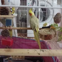 عروس هلندی ۲ماه