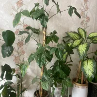 گل آپارتمانی گلدونی|گل و گیاه طبیعی|کرج, کمالشهر|دیوار