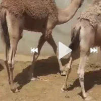 بچه شتربلوچی