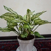 گیاه آگلونما
