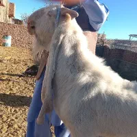 بز نر نژاد گلابی|حیوانات مزرعه|خاش, |دیوار