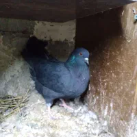 کبوترماده صیدشده فروش و معاوضه