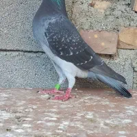 کبوتر مسافتی