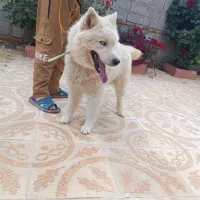 سگ هاسکی|سگ|بناب, |دیوار