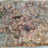 ترشیجات شوری سالاد فصل زیتون آبلیمو آبغوره سرکه|خوردنی و آشامیدنی|سبزوار, همت|دیوار