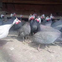 حراج مرغ خروس شاخدار