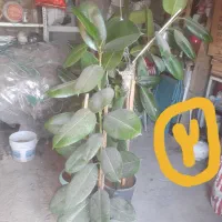 گل فیکوس|گل و گیاه طبیعی|زنجان, |دیوار