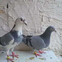 کبوتر پلاکی جفتگاه