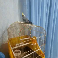 عروس هلندی نر