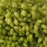 غوره بدون کود