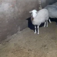 ۲راس رومانف