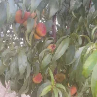 فروش یک جیریب  باغ  انگوری درجه یک|فروش خانه و ویلا|ملایر, |دیوار