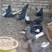 20عدد کبوتر درجه یک