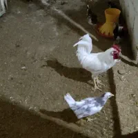 تخم مرغ،جوجه و مرغ و خروس گلین،کبوتر قدیمی|حیوانات مزرعه|نجفآباد, شهدا|دیوار