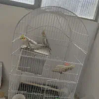 عروس مولد به شرط