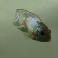 ماهی بلو اکارا تعداد ودیسکس و تصفیه