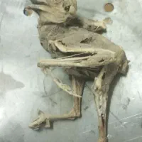 فسیل چندهزارساله سالم