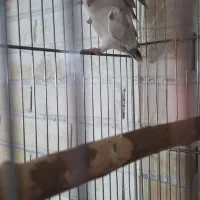 کوتوله مولد 10جفت