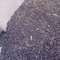 فروش خرما کده